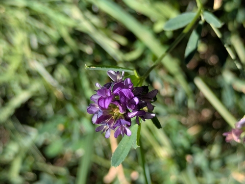 Sand Lucerne