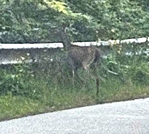 White-tailed Deer