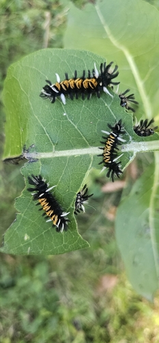Milkweed Tussock Moth