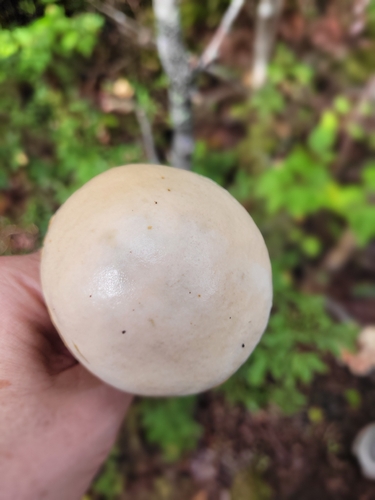 Ghost Bolete