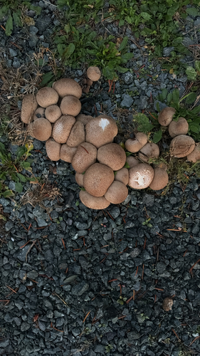 common puffball