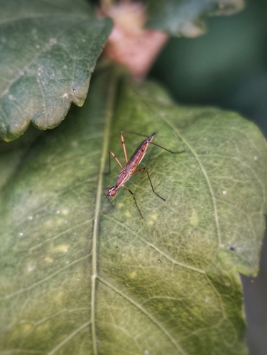 Micropeza lateralis