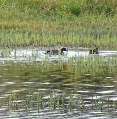 Mallard