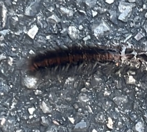 Fox Moth