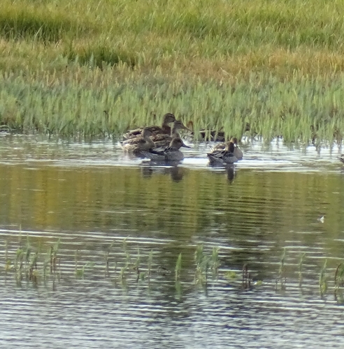 Northern Pintail