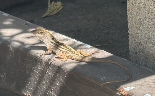 Brown Anole
