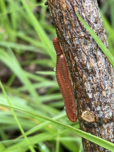 Rusty Millipede