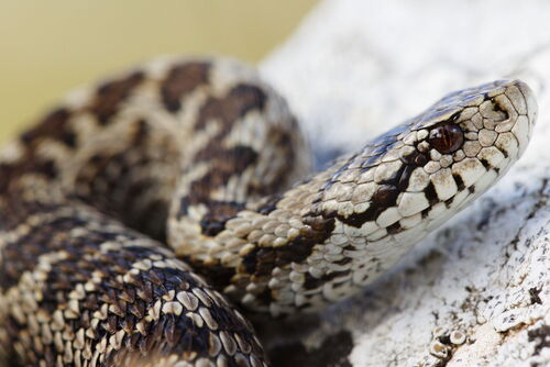 Meadow Viper
