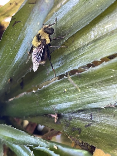Orange-legged Drone Fly