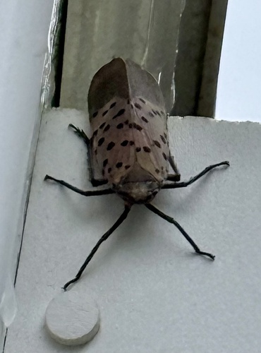 Spotted Lanternfly