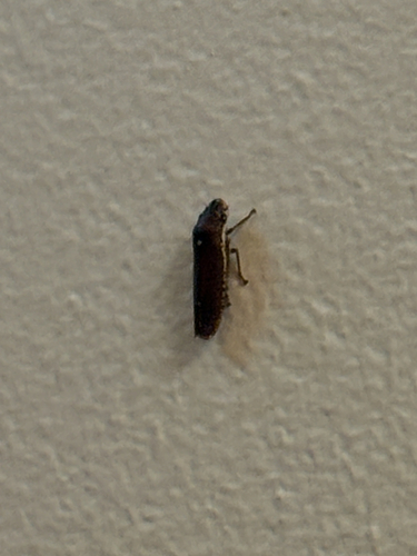 Speckled Sharpshooter