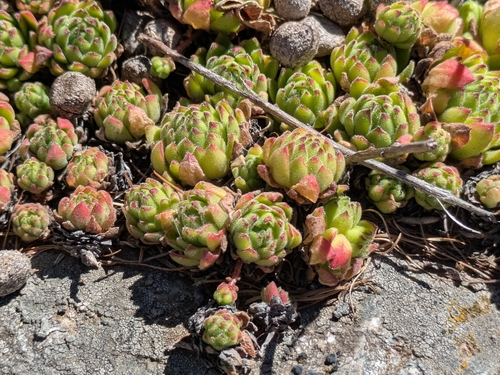 Mountain Houseleek