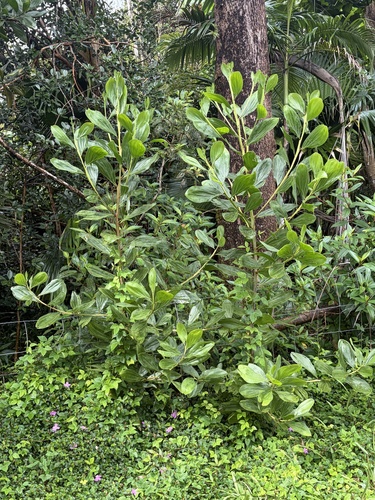 Big-leaved Acacia