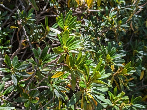 Rusty-leaved Alpenrose