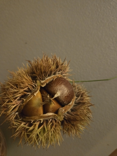 Chinese chestnut