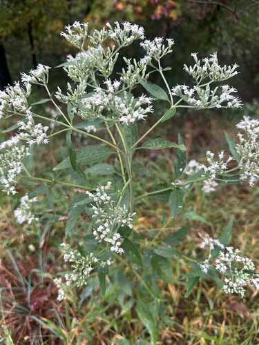 late boneset