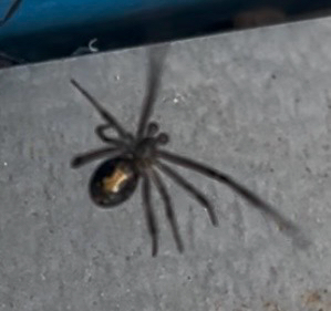 Western Black Widow