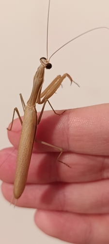 European Mantis
