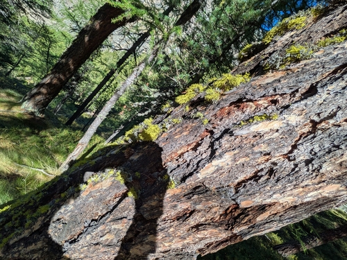 wolf lichen