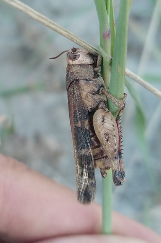 Entomophaga grylli
