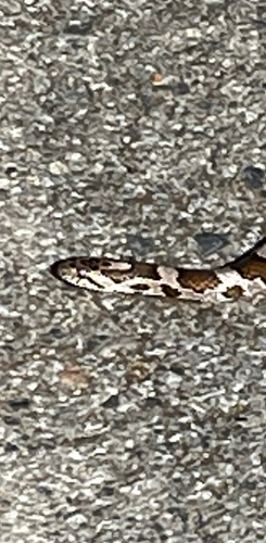 Eastern Milksnake