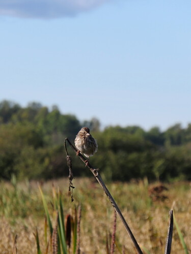 Song Sparrow