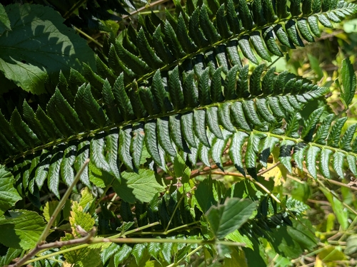 northern holly fern