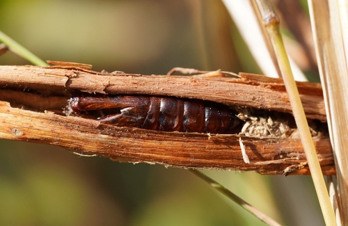 Swamp Loosestrife Borer Moth