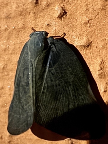 Brown Winged Plant Hopper