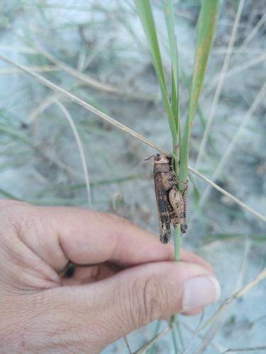 Broad Green-winged Grasshopper