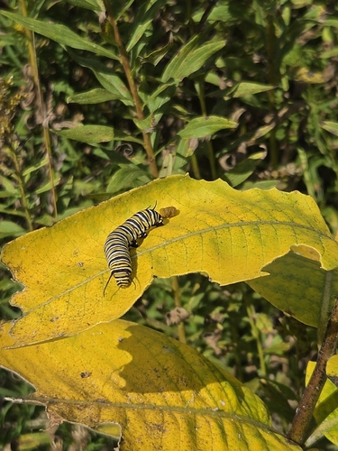 Monarch
