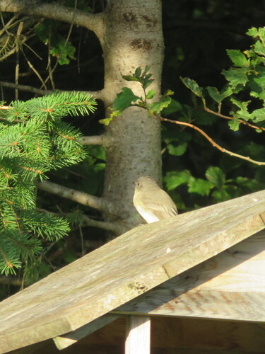 Eastern Phoebe