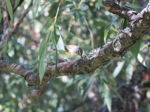 Blue-headed Vireo