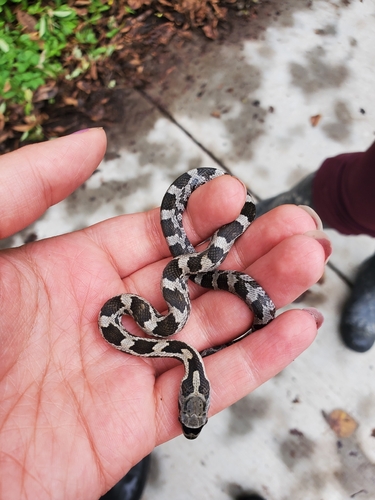 Western Ratsnake
