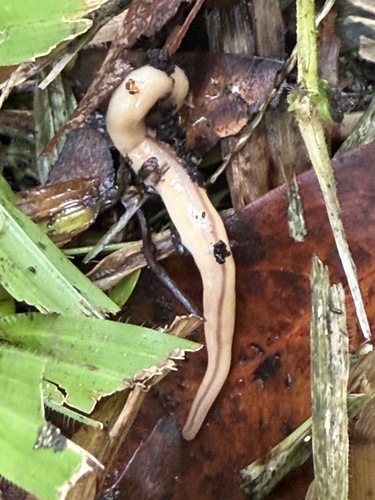 Geonemertes pelaensis