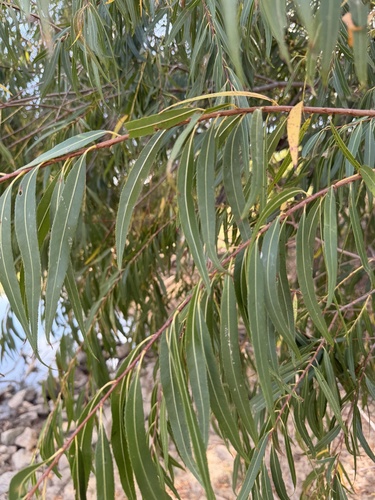 black willow