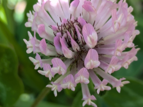 Red Clover