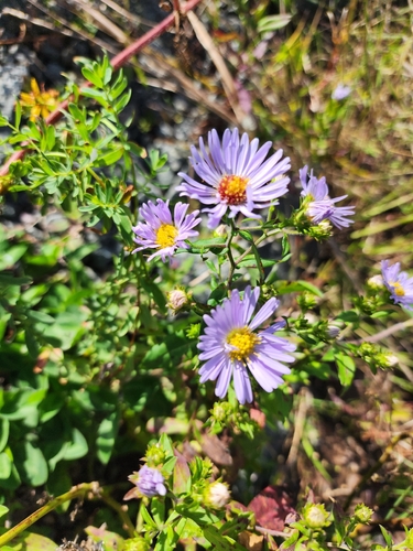 New York aster