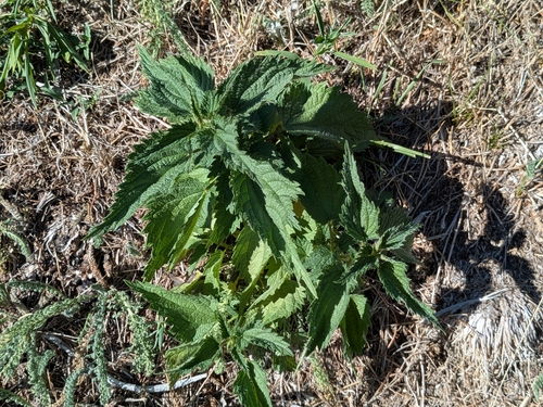 great stinging nettle