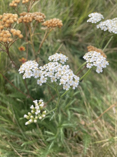 common yarrow