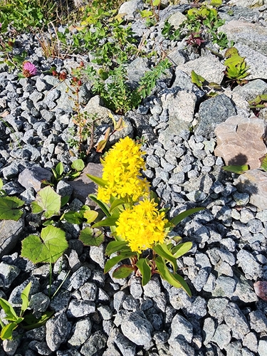 northern seaside goldenrod