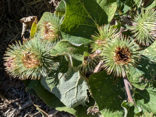 greater burdock