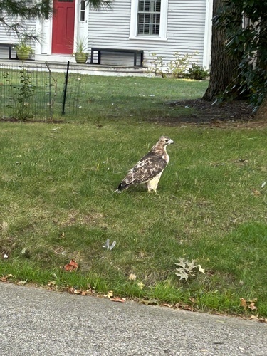 Red-tailed Hawk