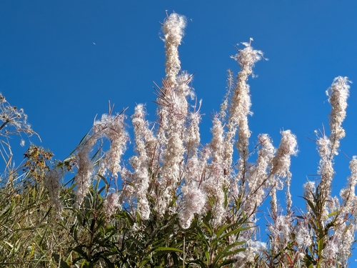 fireweed