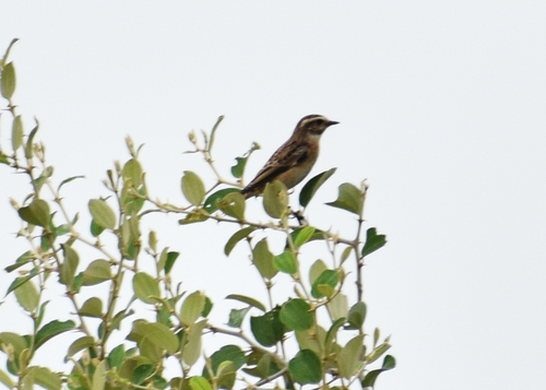 Whinchat