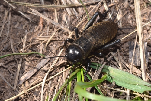 European Field Cricket