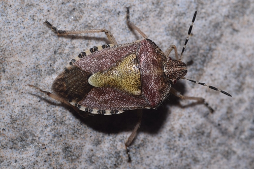 Sloe Bug