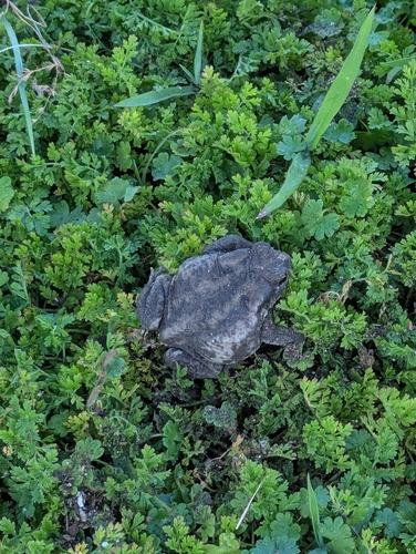 Spiny Toad