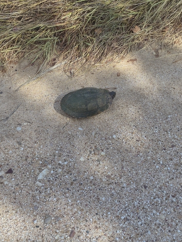 Pond Slider
