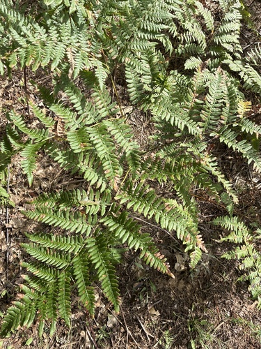 common bracken